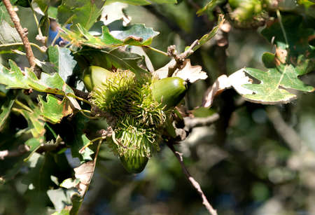 Macro shot of acorns on an oak tree