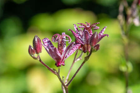Close up of  toad lily (tricyrtis formosana) flowers in bloomの写真素材
