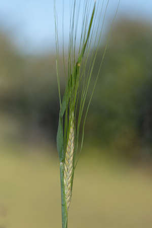 Macro shot of an ear of barley (hordeum vulgare)の写真素材
