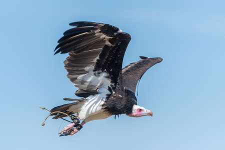 Close up of an African hooded vulture (necrosyrtes monachus) flying in a falconry demonstrationの写真素材