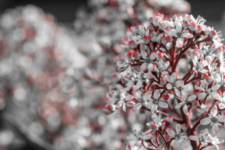 Close up of Japanese skimmia (skimmia japonica) flowers in bloomの写真素材