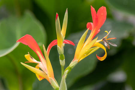 Close up of Indian shot (canna indica) flowers in bloom