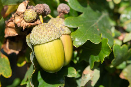 Macro shot of acorns on an oak treeの写真素材