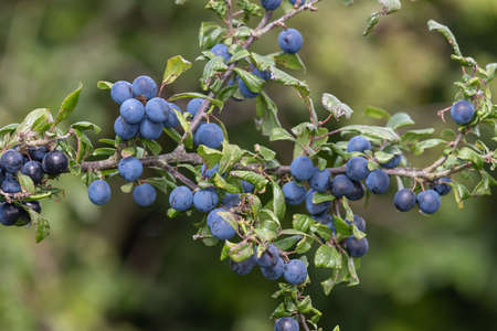 Close up of sloe berries on a blackthorn (prunus spinosa) treeの写真素材