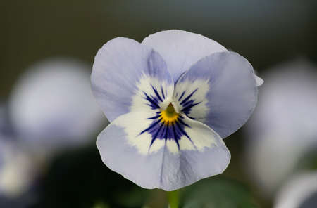 Close up of a sorbet marina (viola cornuta) violet in bloomの写真素材