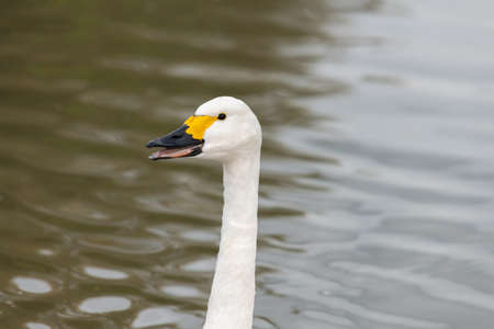 Head shot of a Bewicks swan (cygnus columbianus) in the water