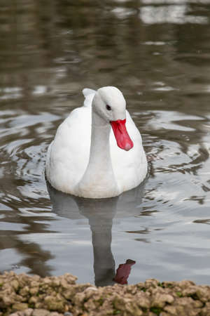 Portrait of a coscoroba swan (coscoroba coscoroba) swimming in the water