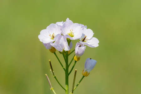 Close up of a cuckooflower (cardamine pratensis) in bloom