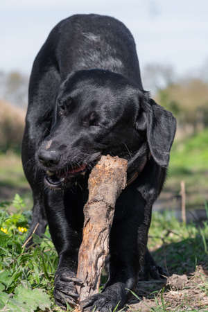 Portrait of a black Labrador puppy playing with a stickの写真素材