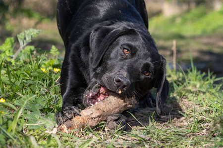 Portrait of a black Labrador puppy playing with a stickの写真素材