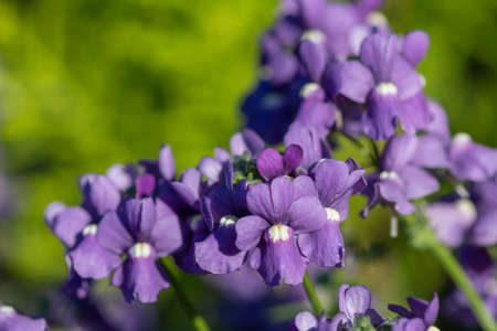 Close up of purple nemesia flowers in bloom