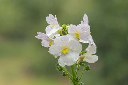 Macro shot of wisley vanilla nemesia flowers in bloom
