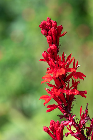 Close up of a red cardinal flower (lobelia cardinalis) in bloomの写真素材