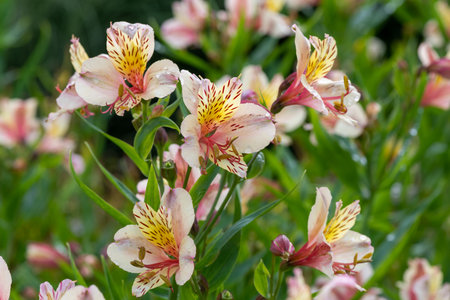 Close up of Peruvian lilies (alstroemeria) in bloomの写真素材