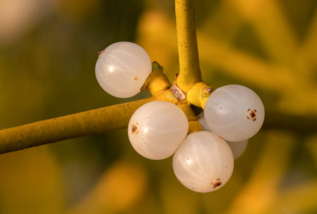 Macro shot of common mistletoe (viscum album) berriesの写真素材