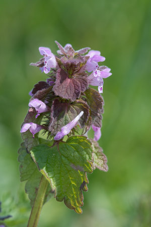 Close up of a purple dead nettle (lamium purpureum) plant in bloom.の写真素材