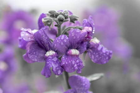 Close up of purple nemesia flowers in bloomの写真素材