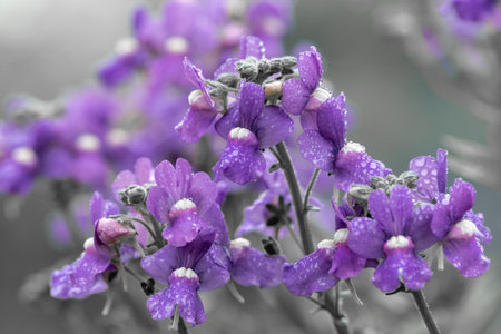 Close up of purple nemesia flowers in bloomの写真素材