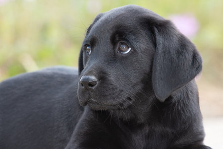 Cute portrait of an 8 week old black Labrador puppyの写真素材
