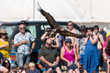 Blandford Forum.Dorset.United Kingdom.August 24th 2019.A hooded vulture (necrosyrtes monachus) is being flown in a falconry demonstration at The Great Dorset Steam Fair courtesy of birdsofpreydisplays.のeditorial素材