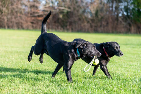 Two pedigree black Labradors playing with a dog's toy togetherの写真素材
