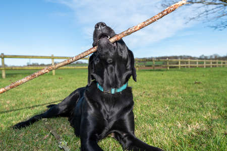 Portrait of a young pedigree black Labrador chewing a stick