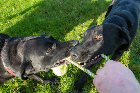 Portrait of two black Labradors playing tug of war with a dog ownerの写真素材