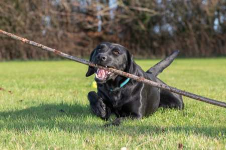 Portrait of a cute black Labrador playing with a stick in the gardenの写真素材