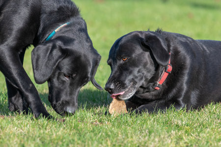 Portrait of two  black Labradors playing with a stoneの写真素材
