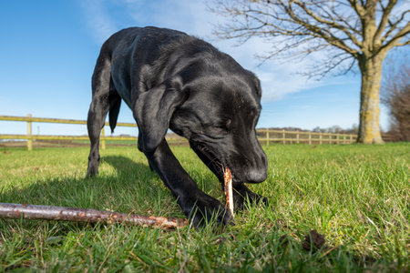 Low angle view of a   black Labrador playing with a stick in the gardenの写真素材
