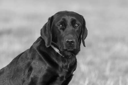 Close up portrait of a cute black Labrador sitting in a field