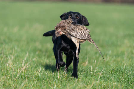 Portrait of a black Labrador retrieving a hen pheasantの写真素材