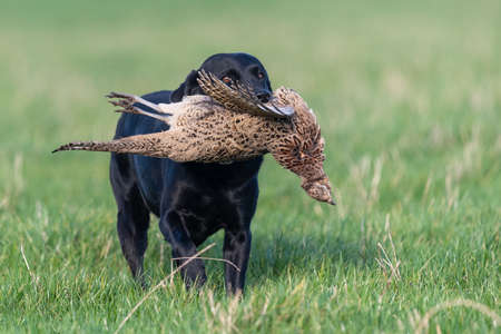 Portrait of a black Labrador retrieving a hen pheasantの写真素材
