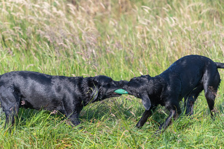 Two pedigree black Labradors playing tug of war with a training dummy