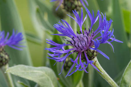 Close up of a perennial cornflower (centaurea montana) in bloom