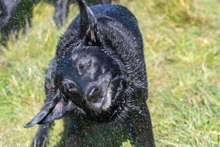 Portrait of a wet black Labrador shaking off waterの写真素材