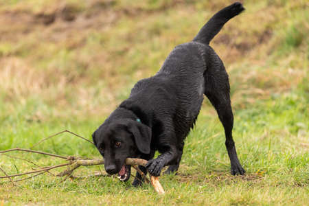 Portrait of a black Labrador playing with a stickの写真素材