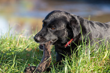 Portrait of a black Labrador playing with a stickの写真素材