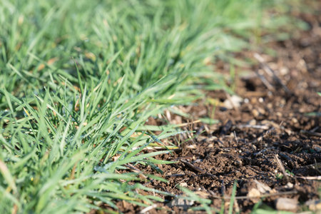 Close up of a crop of winter barley (hordeum vulgare) in a field on a winters day