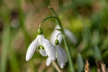 Macro shot of common snowdrops (galanthus nivalis) in bloomの写真素材