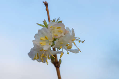 Macro shot of purpus honeysuckle (lonicera x purpusii) flowersの写真素材
