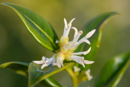 Close up of flowers on a sweet box (sarcococca confusa) shrub