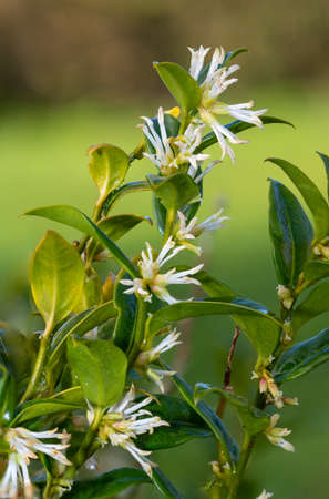 Close up of flowers on a sweet box (sarcococca confusa) shrub