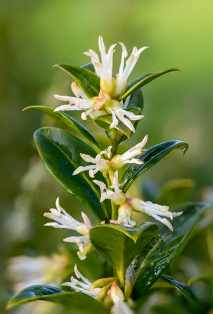 Close up of flowers on a sweet box (sarcococca confusa) shrub