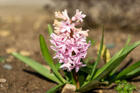 Close up of a pink hyacinth (hyacinthus orientalis) flower in bloomの写真素材