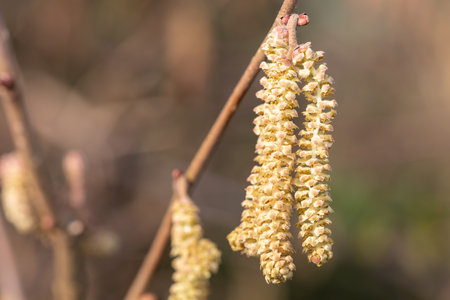 Close up of mature male catkins on Hazel (corylus avellana) tree