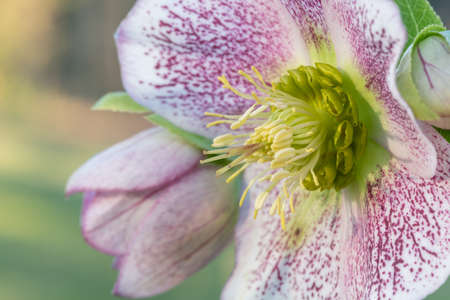 Close up of a pink and white hellebore flower in bloomの写真素材