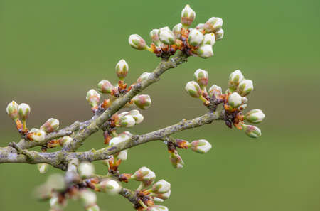 Macro shot of buds on a blackthorn (prunus spinosa) plant