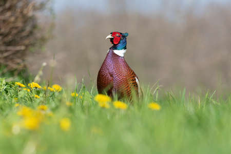 Portrait of a male pheasant (phasianus colchicus) in a meadowの写真素材