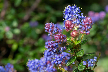 Close up of California lilac (ceanothus) flowers in bloom